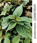 Small photo of Basil, tlasih, basil, or basilikum (Ocimum) is the most absent classified as leaves, flowers, and seeds as herbs and refreshes (tonic). These various parts of the plant smell and feel distinctive,.