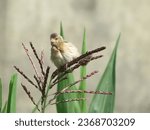 Small photo of A bird setting on the branch in nadia's Karimpur