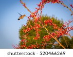 Hummingbird Feeding On Red Yucca