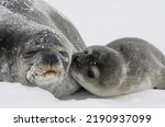 Antarctic fur seal with baby kissing its mom. 