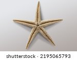 Starfish skeleton image white...