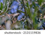 Small photo of Southern Beardless Tyrannulet (Camptostoma obsoletum), searching for food among the branches.