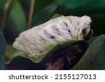 Small photo of Cashpairo guinea pig caterpillar (Megalopyge opercularis), poisonous and dangerous caterpillar due to its toxins in its beautiful stingers.