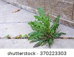 Small photo of Weed (Sow Thistle - Sonchus) Growing in Crack of Sidewalk