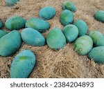 Small photo of photo of mango fruit, toto agricultural mango harvest