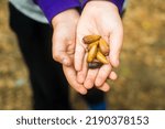 Child's hand holding acorns whilst camping in California USA
