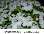 Small photo of green sprout with ice and snow. symbol of spring, new life, kiss of life. concept of vitality, persistence, contrast of life, unexpected new start. Lonely and cold