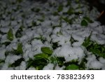 Small photo of green sprout with ice and snow. symbol of spring, new life, kiss of life. concept of vitality, persistence, contrast of life, unexpected new start. Lonely and cold