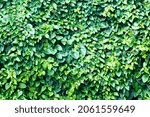 Small photo of Javanese Treebine ,Grape Ivy, is a creeper plant in the family Vitaceae, Cissus genus, is an easy-to-grow, fast-growing creeper that provides sun and shade.popularly used to decorate the house