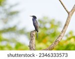 Little cormorant, Javanese cormorant, Phalacrocorax pygmeus.Pigmy cormorant, Food Habits of Little Cormorant,Found distributed in Europe, Africa and Asia,including India,China,Burma,Indochina