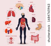 human internal organs icons set.... | Shutterstock .eps vector #1684765963