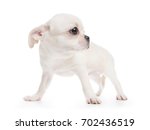 Small photo of Chihuahua cobby type white purebred puppy. Isolated on white