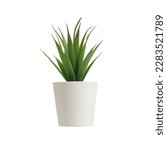 Small photo of nature potted succulent plant in white flowerpot isolated in front of clean white background with green cactus and cacti is called century plant in desert