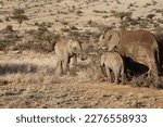 Small photo of Elephant family eating around at bush in Kenya Africa. There is a drought, the landscape is dry and the Elephants are under duress due the drought.