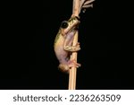 Beautiful Painted Reed Frog ...