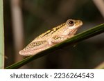 Painted Reed Frog  Hyperolius...