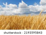 Small photo of A beautiful shot of a whet field with a cloudy sky in the background at daytime