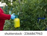 Small photo of The gardener treats the tomatoes with a solution of copper sulfate to remove mold and mildew. A woman sprays her tomatoes with copper sulfate to protect them from disease. Gardening concept.