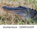 American Alligator  Alligator...