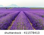 Lilac Lavender Fields...