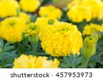 Yellow Flower  Marigold