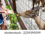 Close up of feeding deer outside enclosure