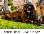 Small photo of giant dog breed walking in the park in the middle of a sunset. tibetan mastiff dog in the park. giant black dog walking in the meadow. tibetan mastiff lying down in the meadow.
