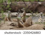 African Meerkats on the lookout
