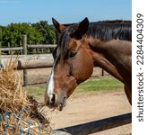Small photo of Bay gelding horse feeding at a hay net