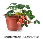 Potted strawberries isolated on white