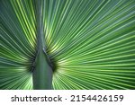 Small photo of Palm leaf Palmetto Saw Close-Up of a saw palmetto plants around tree trunk