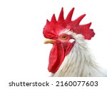 Profile view of a  rooster head ...