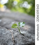 Small photo of Green sprout growing in stone - rebirth, revival, resilience and new life concept