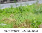 Small photo of Arabidopsis thaliana is a small flowering plant in the cruciferous family native to Europe, Asia and northwestern Africa.