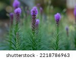 Liatris Blazing star purple spikes of bloom  with green foliage in the garden.