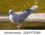 Eurasian Collared Dove Is...
