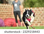 Small photo of Running Excersizes Before Flyball Classes Begins