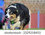 Small photo of Running Excersizes Before Flyball Classes Begins