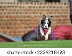 Small photo of Running Excersizes Before Flyball Classes Begins