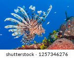 Common lionfish  pterois...