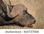 Small photo of Cape buffalo eating. Naledi safari in Greater Kruger National Park.