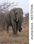 Small photo of Elephant walking along safari ride. Naledi safari in Greater Kruger National Park.