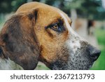 Small photo of Hound profile of harrier hound