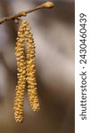Small photo of The elegance and vibrant colors of the male hazel flower; yellow catkins of the European hazel; Corylus avellana