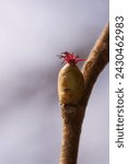 Small photo of The delicacy and vibrant colors of a female hazel flower, hidden details of the red European hazel stigma; Corylus avellana; macro photography