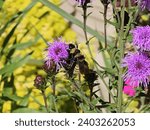 Flower Plant Pollinator Insect Green Petal