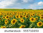 Sunflower Field With Cloudy...