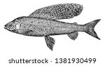 Arctic Grayling Is A Freshwater ...