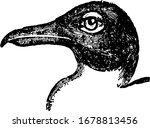 black headed gull is inhabiting ... | Shutterstock .eps vector #1678813456