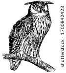 Great Horned Owl Is...